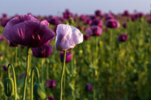 einzelne weiße Mohnblume in einem lila Mohnblumenfeld