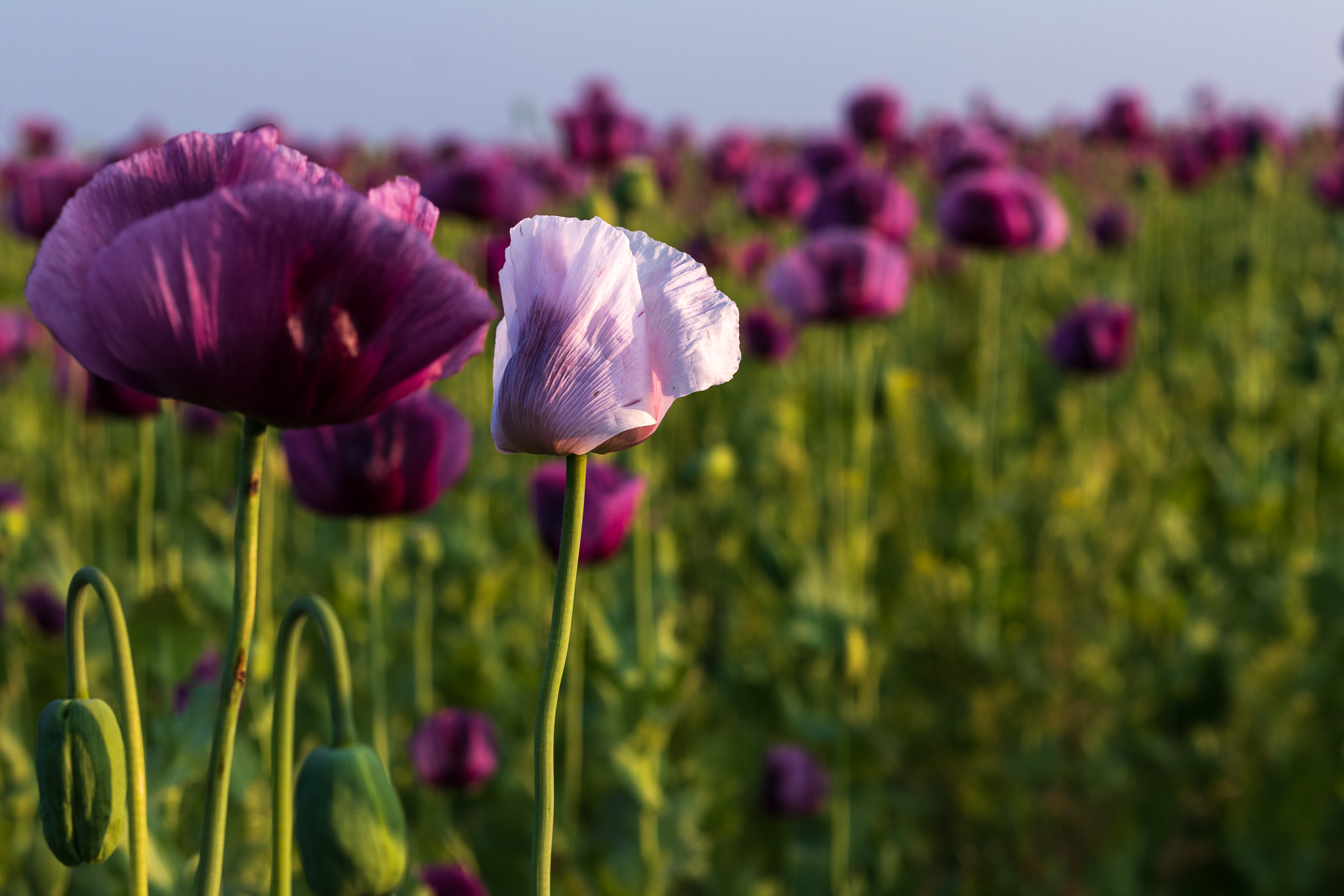 einzelne weiße Mohnblume in einem lila Mohnblumenfeld